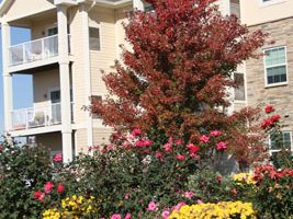 A beige apartment building with balconies is in the background. In the foreground, there's a vibrant garden with a mix of yellow and pink flowers and a tree with red leaves. The sky is clear and blue.
