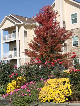 Fall-Colors-h400 A beige apartment building with balconies is in the background. In the foreground, there's a vibrant garden with a mix of yellow and pink flowers and a tree with red leaves. The sky is clear and blue.